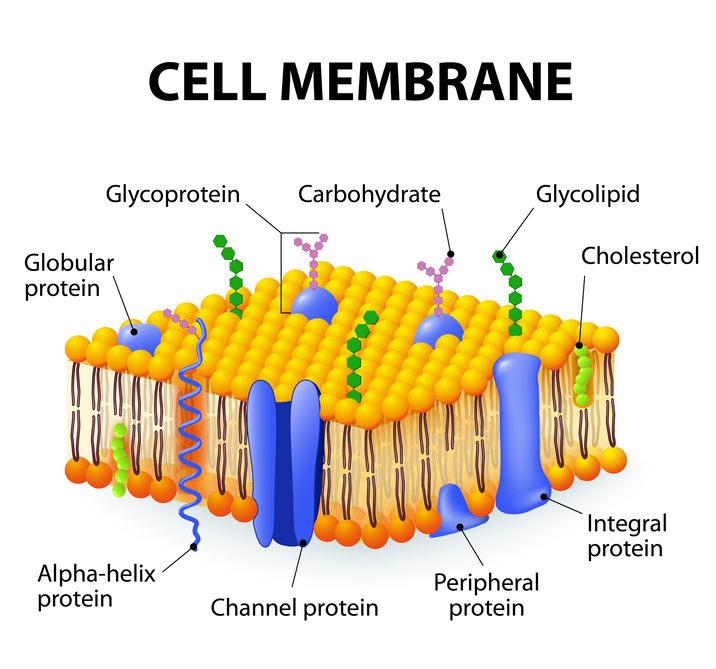 Cell Membrane