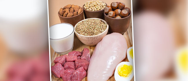plant and animal based protein foods