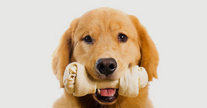 SHR # 2041 :: Vitamin A Deficiency Detrimental to Blood Stem Cells PLUS The BluePrint Power Hour PLUS Here's Your Raw Dog Treat ::