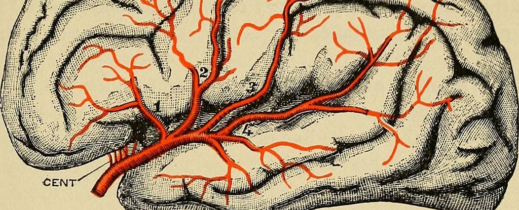 We Just Got More New Evidence That Parkinson's Starts in The Gut - Not The Brain