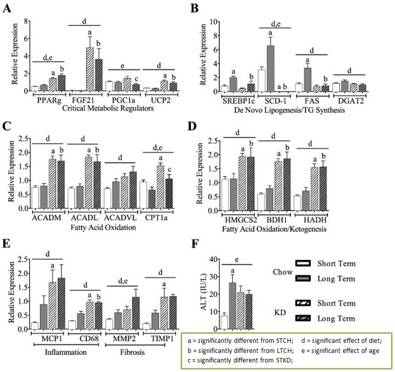 Gene expression in keto-fed and chow-fed mice