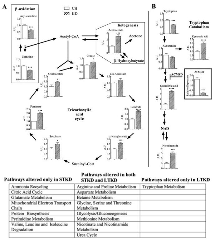 Difference in TCA cycle intermediates, B-oxidation, and tryptophan catabolism in keto-fed and chow-fed mice. Values expressed relative to chow-fed mice.