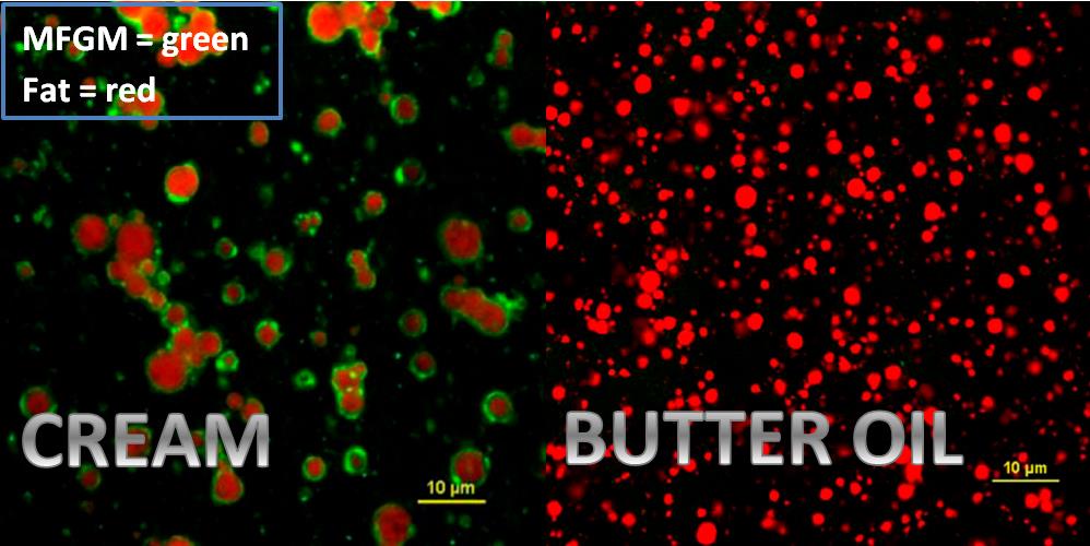 Confocal laser scanning microscopy of milk-fat globules from non-homogenized whipping cream (left) and butter oil (right).