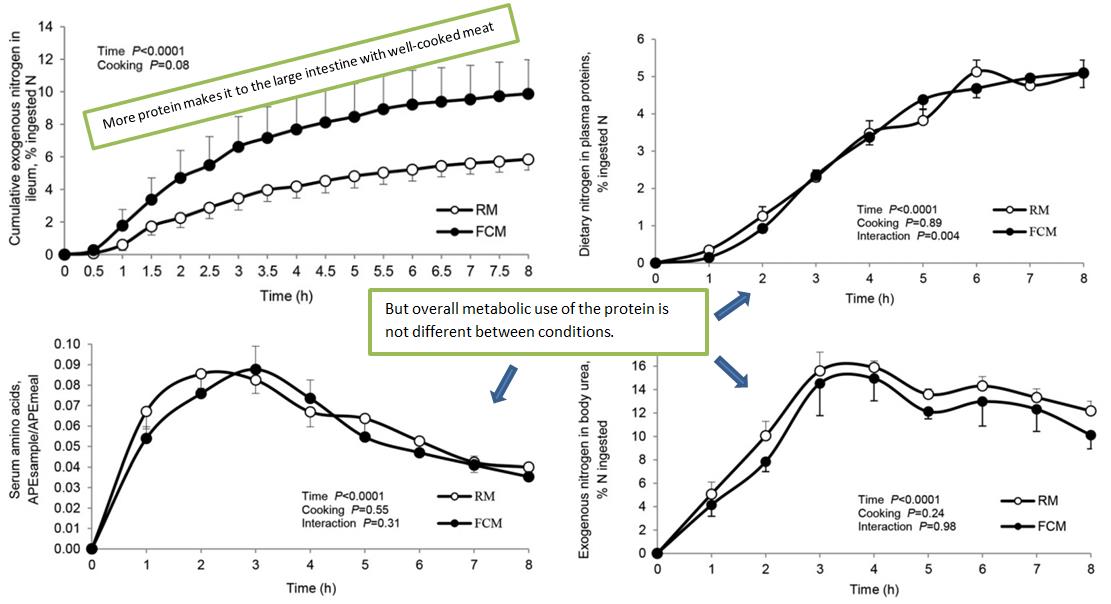 Cumulative amount of nitrogen reaching the colon (upper left), nitrogen incorporation into plasma proteins (upper right), amino acids (bottom left), and urea (bottom right).