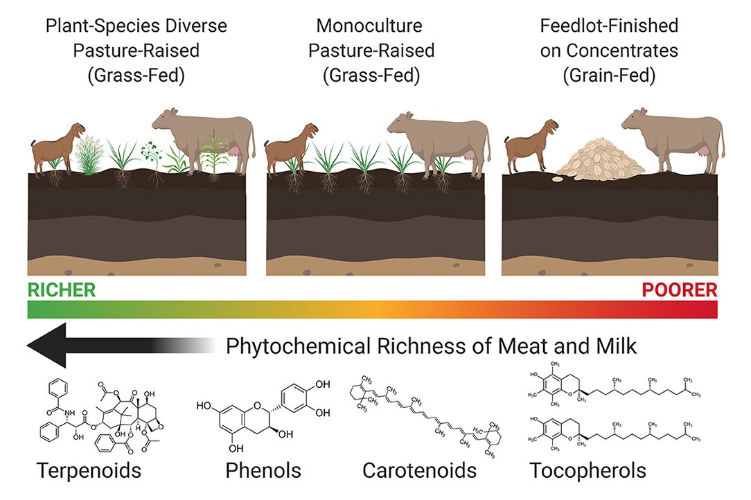 pythochemical-richness-of-meat-and-milk
