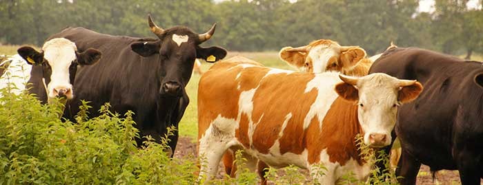 Animals – a central piece to the food security and agricultural sustainability puzzle