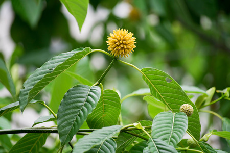 SHR # 2151 :: SFH: CDC Warns of Salmonella tainting of Kratom ::