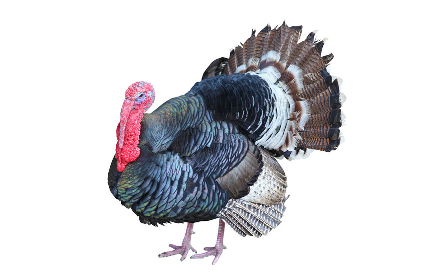 SHR # 2179 :: SHF: Margarine Kills Turkeys But OK For Humans and Other Myths + The Gadget Guy: The Human Charger ::