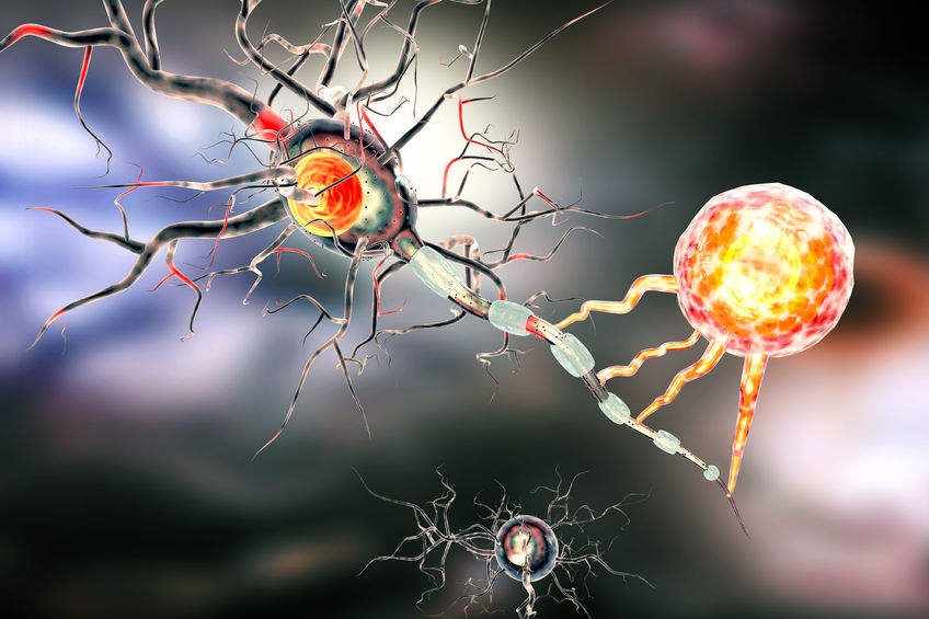 SHR # 2202 :: B6 Metabolism, Nitric Oxide, Stress Signaling, Cancer &amp; Neural Pathologies ::