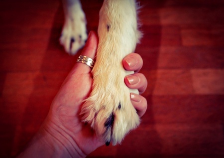 owner holding pet dog paws