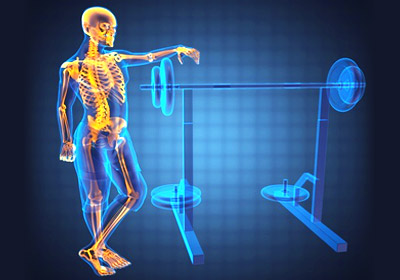 human skeleton and bench press illustration