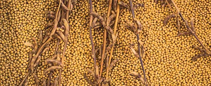 soy plant and beans